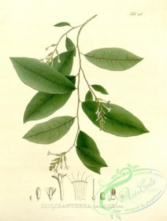 brazilian_plants-00047 - diclidanthera penduliflora