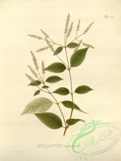 brazilian_plants-00071 - hebanthe spicata