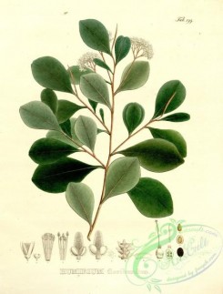 brazilian_plants-00074 - humirium floribundum