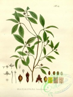 brazilian_plants-00088 - marialvaea brasiliensis