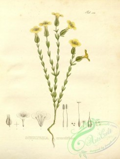 brazilian_plants-00108 - schultesia crenuliflora