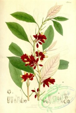 brazilian_plants-00124 - alloplectus sparsiflorus, alloplectus circinatus