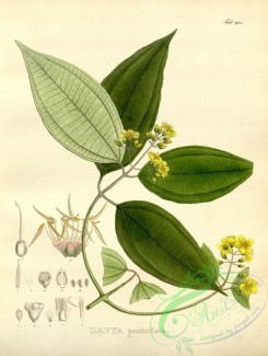 brazilian_plants-00138 - davya paniculata