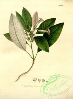 brazilian_plants-00141 - episcia decumbens