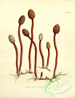 brazilian_plants-00156 - helosis gujanensis