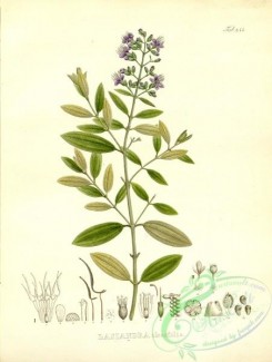 brazilian_plants-00165 - lasiandra oleaefolia