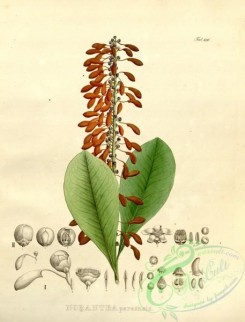 brazilian_plants-00192 - norantea paraensis