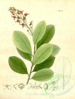 brazilian_plants-00202 - ryschia spixiana