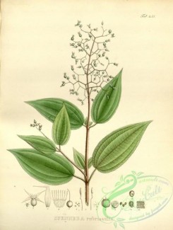 brazilian_plants-00205 - spennera rubricaulis