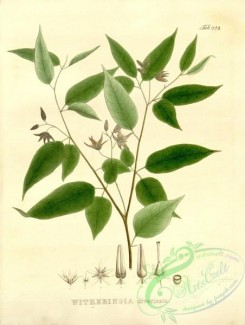 brazilian_plants-00222 - witheringia divaricata