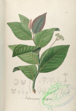 brazilian_plants-00224 - adenoropium ellipticum