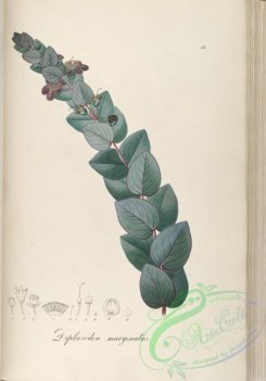 brazilian_plants-00264 - diplusodon marginatus