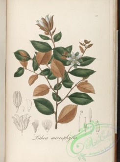 brazilian_plants-00310 - luhea microphylla