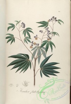 brazilian_plants-00322 - manihot flabellifolia