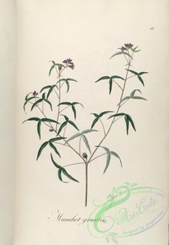 brazilian_plants-00323 - manihot gracilis