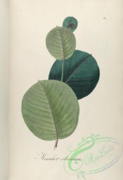 brazilian_plants-00327 - manihot orbicularis