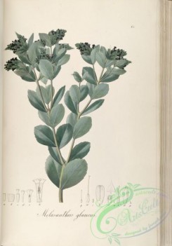 brazilian_plants-00350 - melasanthus glaucus