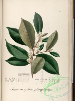 brazilian_plants-00391 - stemmatosiphum platyphyllum