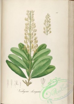 brazilian_plants-00416 - vochysia elongata