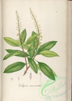 brazilian_plants-00418 - vochysia micrantha