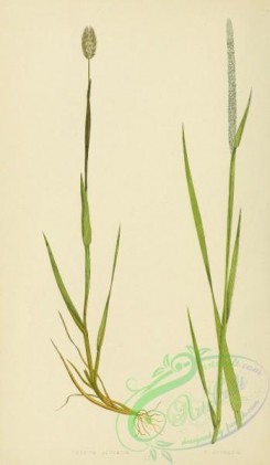 british_grasses-00001 - Alpine Cat's-tail Grass, phleum alpinum, Rough Cat's-tail Grass, phleum asperum