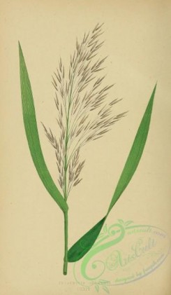 british_grasses-00012 - Common Reed, phragmites communis