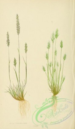 british_grasses-00027 - Grey Hair Grass, aira canescens, Early Hair Grass, aira praecox