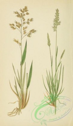 british_grasses-00031 - Holy Grass, hierochloe borealis, Crested Hair-Grass, koeleria cristata