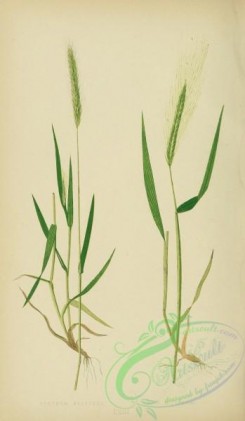 british_grasses-00034 - Meadow Barley, hordeum pratense, Wall Barley, hordeum murinum