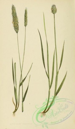 british_grasses-00036 - Meadow Fox-tail Grass, alopecurus pratensis, Alpine Fox-tail Grass, alopecurus alpinus