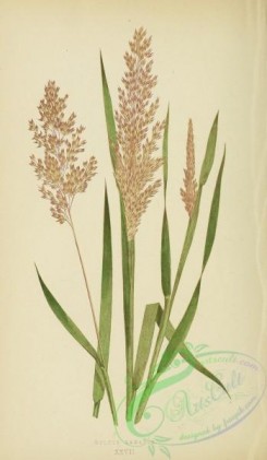 british_grasses-00037 - Meadow Soft Grass, holcus lanatus
