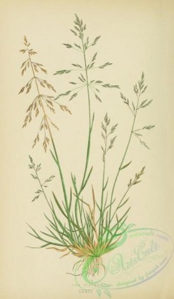 british_grasses-00048 - Reflexed Meadow-Grass, poa distans