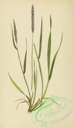 british_grasses-00054 - Slender Fox-tail Grass, alopecurus agrestis