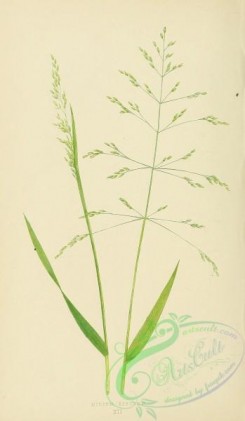 british_grasses-00061 - Spreading Millet Grass, milium effusum