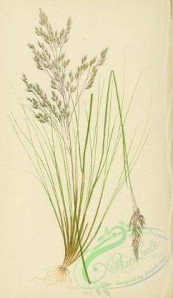 british_grasses-00070 - Wavy Mountain Hair Grass, aira flexuosa