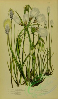 british_grasses-00093 - 022-Alpine Cotton Grass, Hair-tail Cotton Grass, Round-headed Cotton Grass, Broad-leaved Cotton Grass, Narrow-leaved Cotton Grass