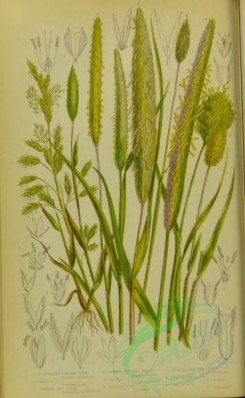 british_grasses-00095 - 024-Cultivated Canary Grass, Reed Canary Grass, Common Sea Reed, Common Cats-tail Grass, Alpine Cats-tail Grass, Rough Cats-tail Grass