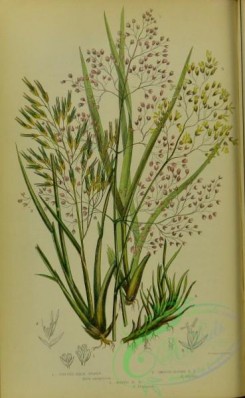 british_grasses-00098 - 027-Tufted hair Grass, Smooth alpine hair Grass, Waved hair Grass, aira caespitosa, aira alpina, aira flexuosa