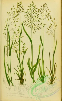 british_grasses-00101 - 030-Bulbous Meadow Grass, Alpine Meadow Grass, Wavy Meadow Grass, Wood Meadow Grass, poa bulbosa, poa alpina, poa laxa, poa nemoralis