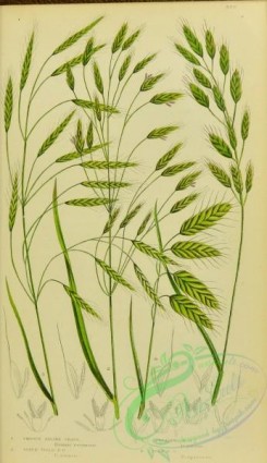 british_grasses-00103 - 032-Smooth Brome Grass, Taer Field Brome Grass, Spreading Brome Grass, Corn Brome Grass, bromus racemosus, bromus parulus