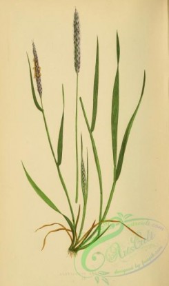 british_grasses-00113 - alopecurus agrestis