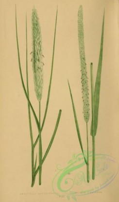 british_grasses-00117 - ammophila arundinacea, phleum pratense