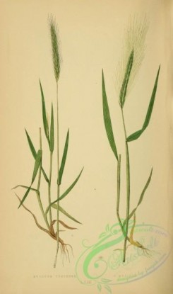british_grasses-00152 - hordeum pratense, hordeum murinum