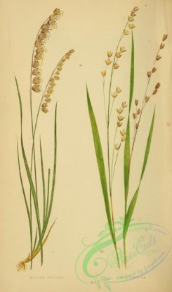 british_grasses-00157 - melica nutans, melica uniflora