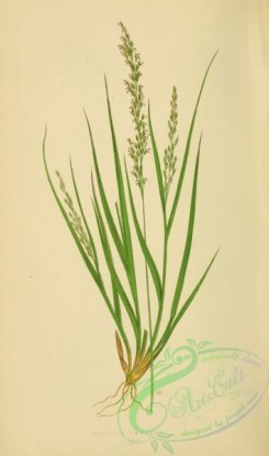 british_grasses-00159 - molinia caerulea
