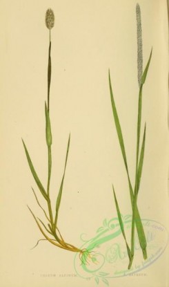 british_grasses-00162 - phleum alpinum, phleum asperum