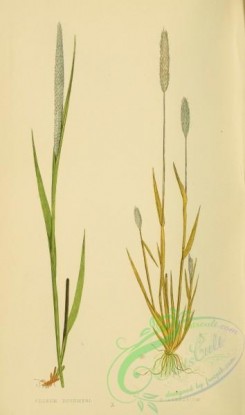 british_grasses-00163 - phleum boehmeri, phleum arenarium