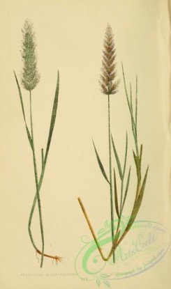 british_grasses-00174 - polypogon monspeliensis, polypogon littoralis