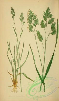 british_grasses-00178 - triodia decumbens, dactylis glomerata