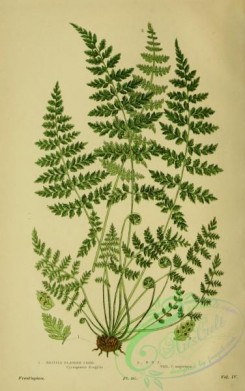 british_plants-00001 - 001-Brittle Bladder Fern, cystopteris fragilis, cystopteris fragilis angustata